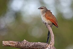 White-browed Coucal